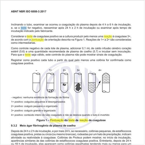 Como deve ser feita a pontuação do teste de reação de coagulase?