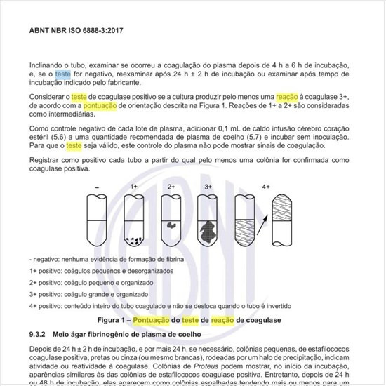 Como deve ser feita a pontuação do teste de reação de coagulase?