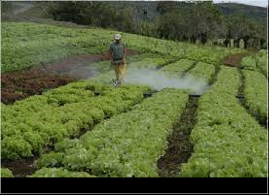 Consumo de agrotóxicos no Brasil é imenso e esses produtos precisam cumprir as normas técnicas