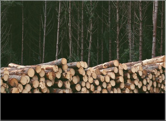 NBR 12498 (ABNT/PB 1560) de 08/2017: os requisitos da madeira serrada de coníferas provenientes de reflorestamento