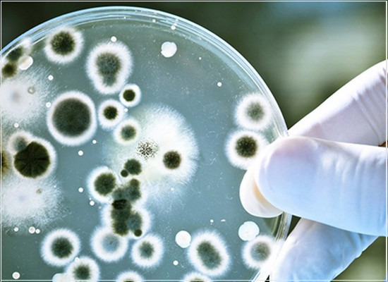 A enumeração de leveduras e bolores viáveis em alimentos