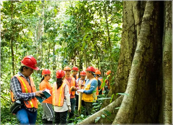 A conformidade da cadeia de custódia para os produtos de base florestal