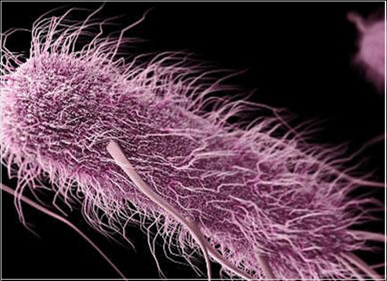 A detecção de Enterobacteriaceae em alimentos para o consumo humano e animal