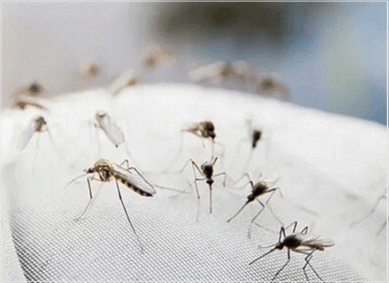 O ensaio de avaliação da eficácia de repelentes ou inseticidas em tintas imobiliárias