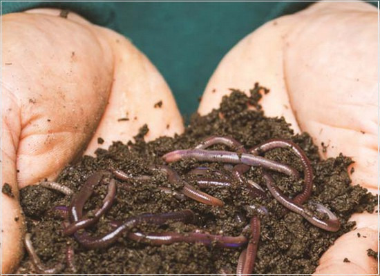 A triagem manual e a extração de minhocas como bioindicadores do solo